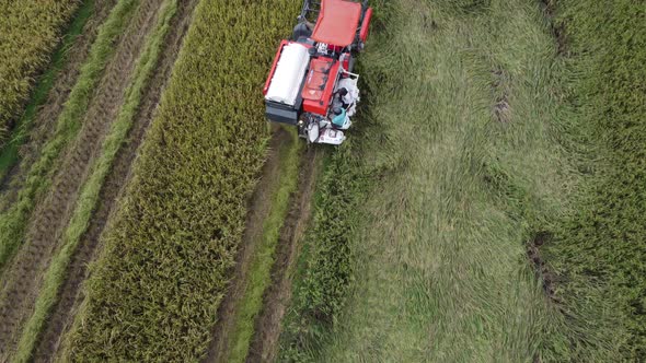 Aerial view of combine harvester. Combine autumn harvest of the rice in paddy farmland