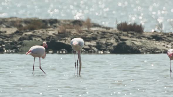 flamingo bird nature wildlife reserve delta ebro lagoon