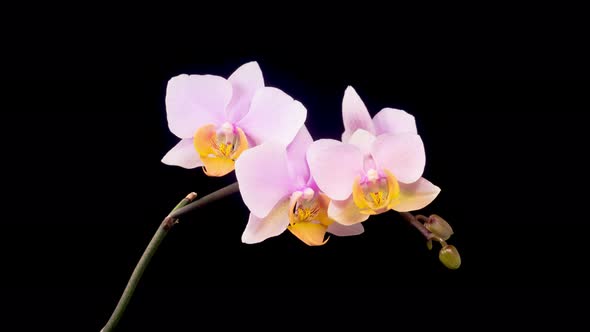 Blooming Pink Orchid Phalaenopsis Flowers