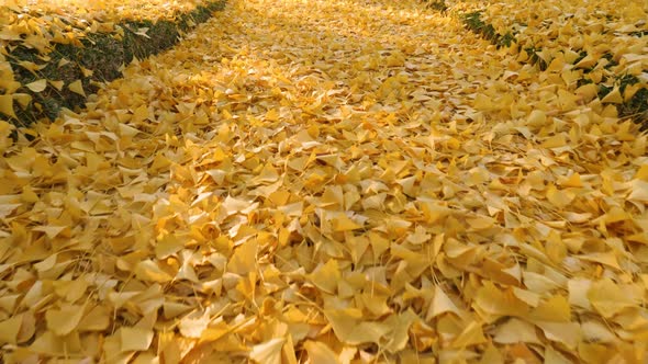 The bright yellow leaves of the Ginkgo Biloba tree in autumn