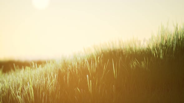 Green Field at Sunrise with Blue Sky