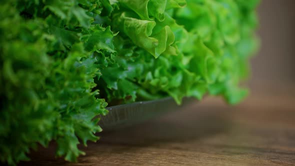 juicy fresh lettuce leaves on the table. healthy organic diet food. curly crispy green leaves. veget