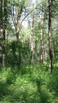 Vertical Video of a Summer Green Forest with Trees During the Day Slow Motion