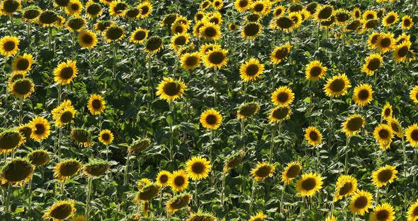 field of sunflowers, allier department in Auvergne, France