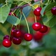 Cherries on the tree - VideoHive Item for Sale