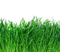 Green grass isolated on white background. - PhotoDune Item for Sale