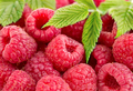 Ripe raspberries with leaves close-up as a background. - PhotoDune Item for Sale