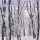 Cloudy Skyline As Seen Through the Branches of Tree Tops Covered with Snow - VideoHive Item for Sale