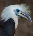 The white-crowned hornbill Berenicornis comatus - PhotoDune Item for Sale