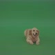 Golden Retriever Dog Lying Isolated In Green Screen Studio - VideoHive Item for Sale