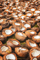 BORNEO / SARAWAK / MALAYSIA / JUNE 2014: Farmer opening coconuts - PhotoDune Item for Sale