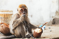 KUCHING / SARAWAK  / MALAYSIA / JUNE 2014: Small monkey chained - PhotoDune Item for Sale