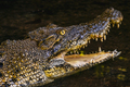 BORNEO / SARAWAK / MALAYSIA / JUNE 2014: Crocodile in the Semeng - PhotoDune Item for Sale