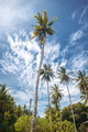 BORNEO / SARAWAK / MALAYSIA / JUNE 2014: - PhotoDune Item for Sale