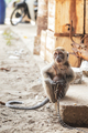 KUCHING / SARAWAK  / MALAYSIA / JUNE 2014: Small monkey chained - PhotoDune Item for Sale