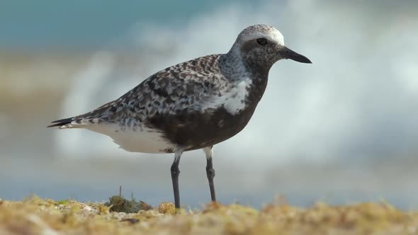 BlackBellied Plover Wild Sea Birdlooking for Food on Seaside in Summer