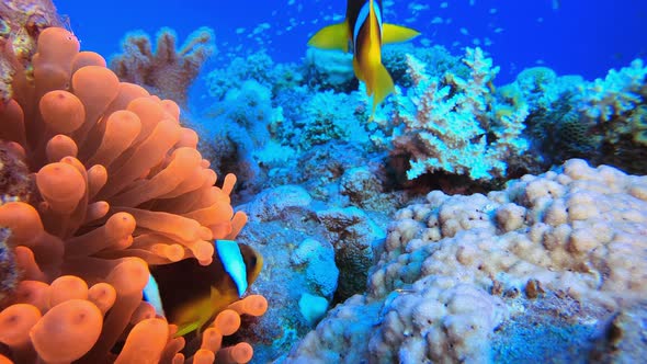 Underwater Nature Anemone.