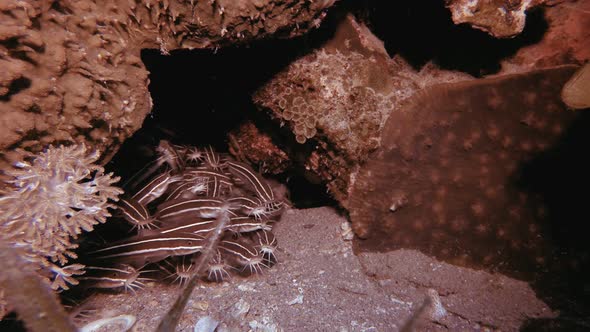 Tropical Underwater Striped Cat-fish