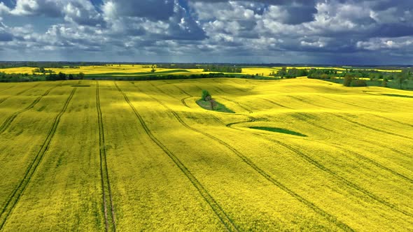 Blooming rape fields and tractor tracks, aerial view of Poland