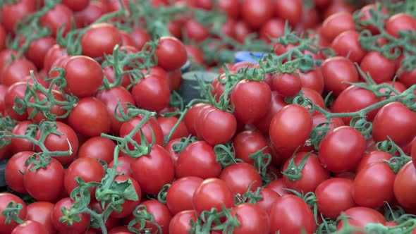 Fresh Market Tomatoes