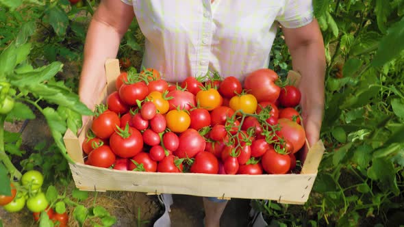 Farmer Hands with Box of Ripe Red Cherry Tomatoes in Greenhouse