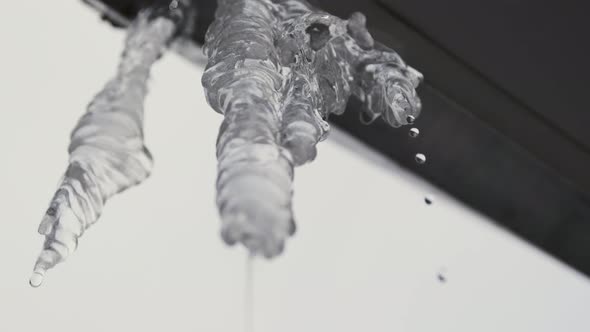 Water Dripping From An Icicle