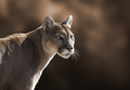 Mountain Lion Closeup Portrait - PhotoDune Item for Sale