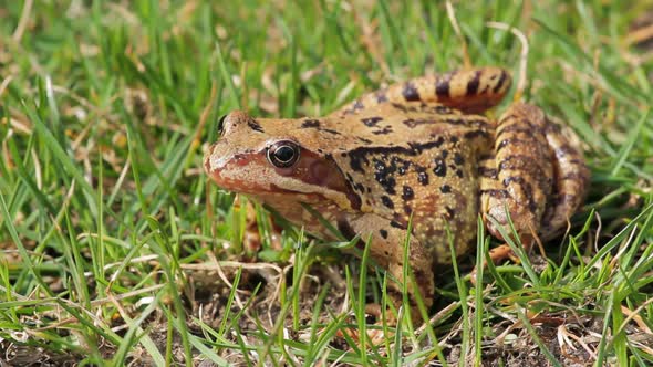 Closeup of brown frog Rana temporaria