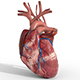 Human Heart animated - 3DOcean Item for Sale