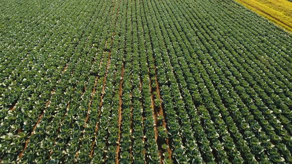 Cabbage Field, Drone Footage