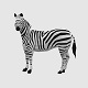 Zebras - 3DOcean Item for Sale