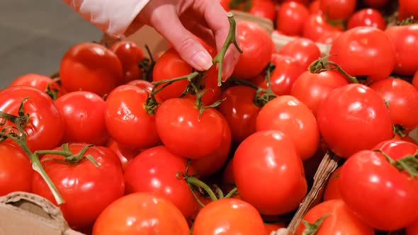 Young Woman Hands Take Ripe Tomatoes in Supermarket and Hold