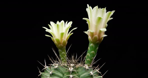 White Flowers Timelapse of Blooming Gymnocalycium Cactus Opening
