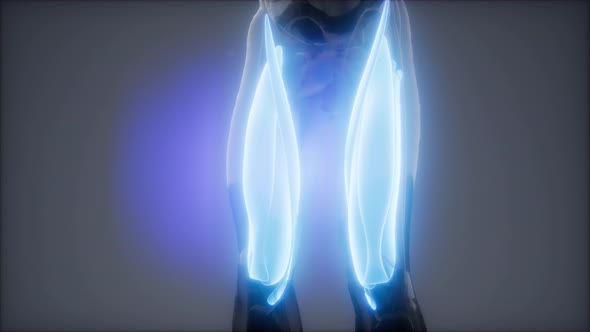 Thigh Muscles - Visible Muscle Anatomy Map alt