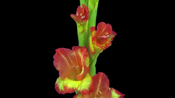 Time-lapse of opening hybrid gladiolus flower