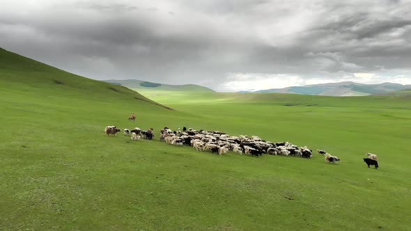 Herd of Yak Flock in Vast Pasture