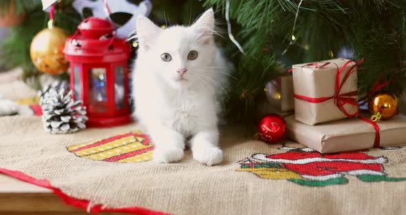 Christmas cat. Cute white kittens on festive holiday background. Kitty with Christmas lights