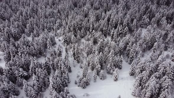 Aerial Forest view - Winter Landscape Aerial view