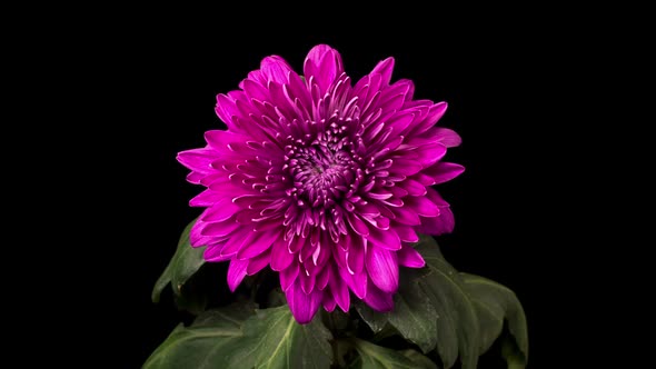 Beautiful Purple Chrysanthemum Flower Opening