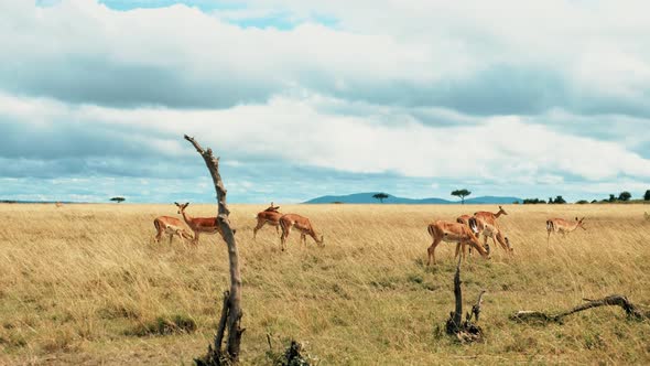 Herd of Impala in the Savanna