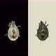 Flour Mite Acarus Sp - VideoHive Item for Sale
