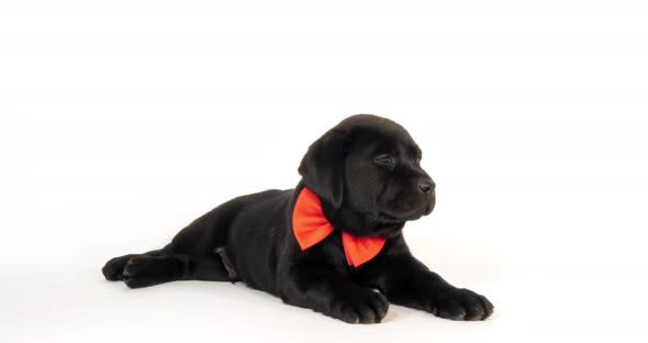 Black Labrador Retriever, Puppy wearing a Bow Tie on White Background, Normandy, Slow Motion 4K