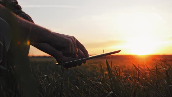 Young Man with Tablet Computer Working in Wheat Field at Sunset