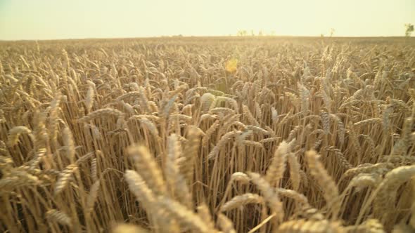 Golden wheat fields. Ripe ears of wheat. Agricultural landscape. Grain field in the sun.