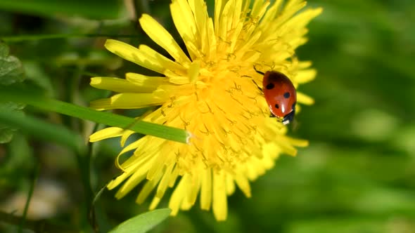 Ladybug on flower of dandelion in grass, Vertical video