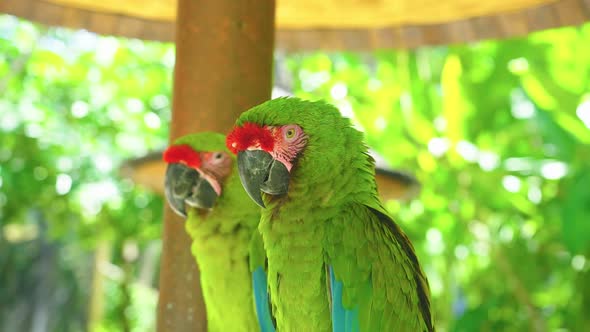 Colorful Portrait of Couple Green Parrot Great Green Macaw Against Jungle