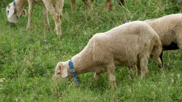 Sheep Grazing on a Green Field in Summer