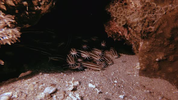 Striped Catfish Schooling