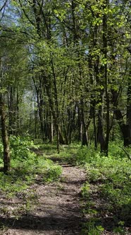 Vertical Video of Green Forest During the Day