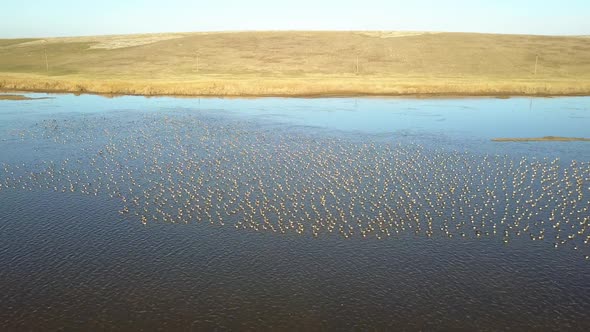 Huge Flock Of White-Fronted Geese On A Lake In Danube Delta